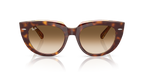 Ray-Ban DOREEN RB2286 - Light Havana On Transparent Multicolour / Tortoise